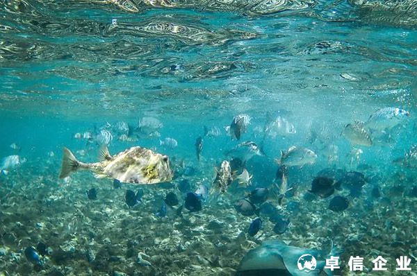 伯利茲IFSC牌照申請流程