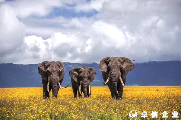 肯尼亞公司設立說明